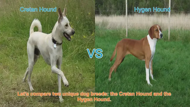 Video thumbnail for Comparing Cretan Hound and Hygen Hound: A Comprehensive Guide