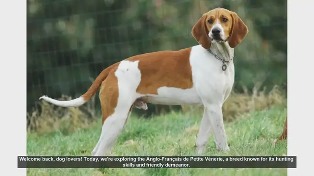 Video thumbnail for Anglo-Français de Petite Vénerie: Pros and Cons of This Energetic Breed