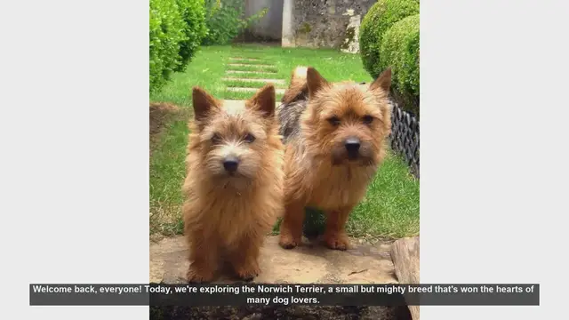 Video thumbnail for Norwich Terrier: Pros and Cons of Owning This Energetic Breed