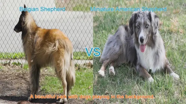 Video thumbnail for Belgian Shepherd vs. Miniature American Shepherd: A Comprehensive Comparison