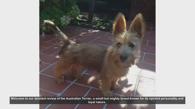 Video thumbnail for Review of Australian Terrier