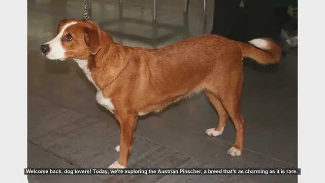 Video thumbnail for Top 10 Fascinating Facts About the Austrian Pinscher