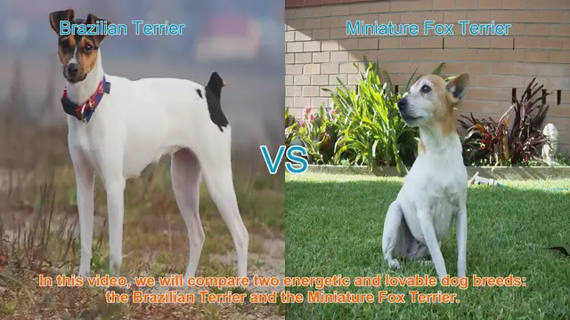 Video thumbnail for Brazilian Terrier vs. Miniature Fox Terrier: A Comparison of Energetic Dog Breeds