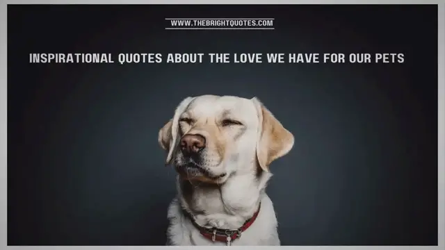 'Video thumbnail for 25 Inspirational Quotes About the Love We Have for Our Pets'