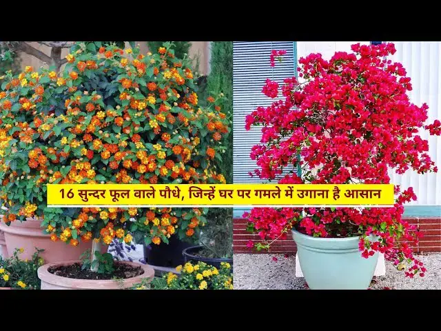 'Video thumbnail for 16 सुन्दर फूल वाले पौधे, जिन्हें घर पर गमले में उगाना है आसान | Easy To Grow Flowering Plants'