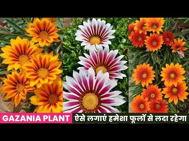 'Video thumbnail for नर्सरी से लाकर ऐसे लगाएं हमेशा फूलों से लदा रहेगा | How to Grow and Care Gazania Plant'
