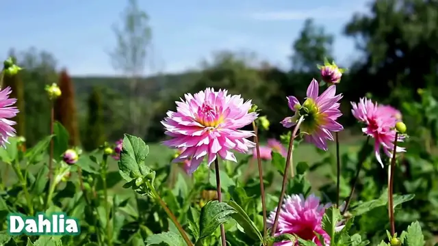 'Video thumbnail for 30 Beautiful Multicolor Flowers in India'