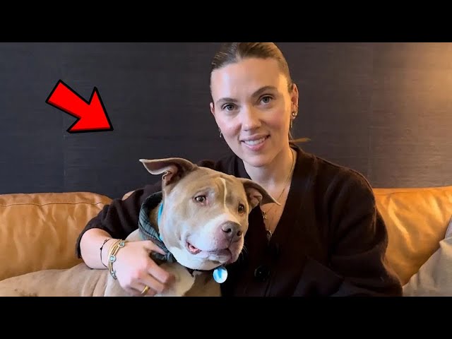 Video thumbnail for Scarlett Johansson Goes On Blind Date With A 12 Year Old Pittie