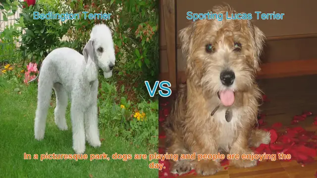 Video thumbnail for Bedlington Terrier vs. Sporting Lucas Terrier: A Breed Comparison
