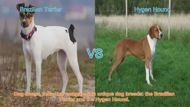 Video thumbnail for Comparing Brazilian Terrier and Hygen Hound: A Guide for Dog Lovers