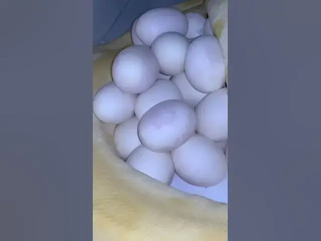 Video thumbnail for VIRAL SHORTS SHORTS Kpgsnakes, snake laying eggs, giant python laying eggs, python laying eggs