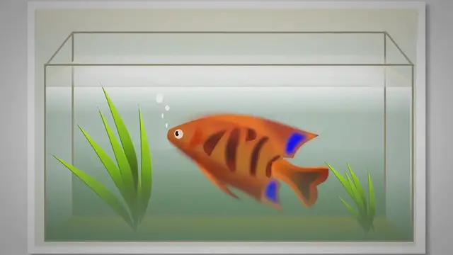 Video thumbnail for Your First Aquarium Set Up: 10 Essential Practical Tips
