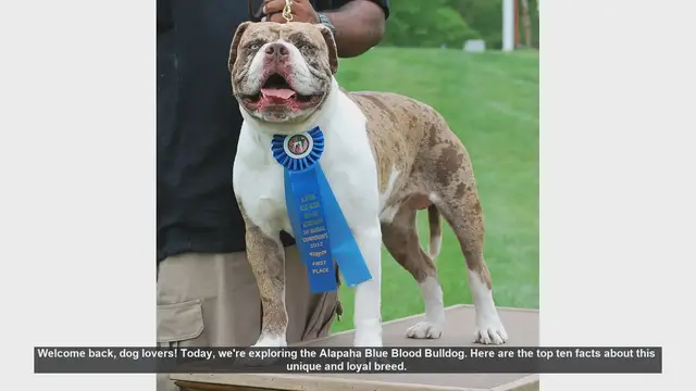 Video thumbnail for Top 10 Facts About the Alapaha Blue Blood Bulldog