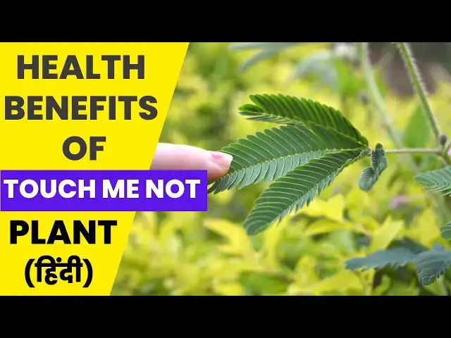 'Video thumbnail for Touch Me Not Benefits | छुई मुई पौधे के फायदे | Sensitive Plant Uses'