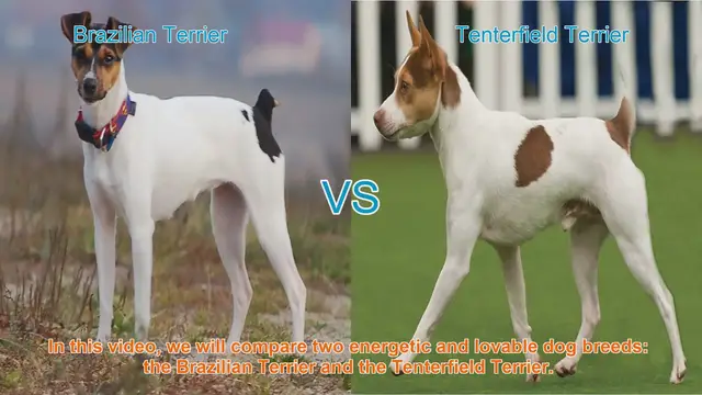 Video thumbnail for Brazilian Terrier vs. Tenterfield Terrier: A Comparison of Energetic Dog Breeds