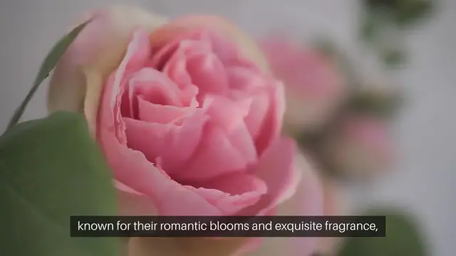 Video thumbnail for English Rose Garden Tips