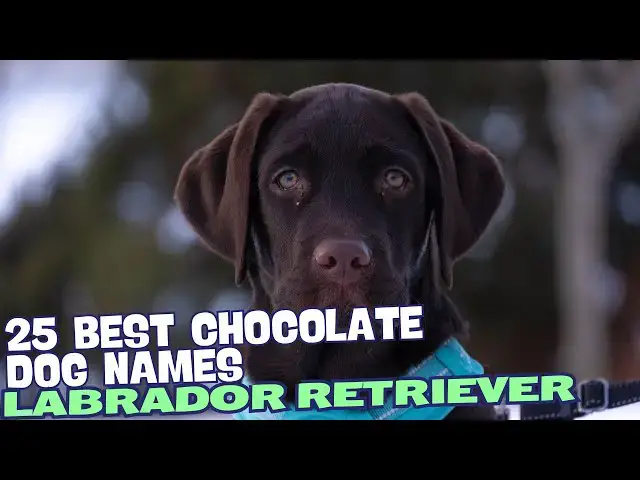 Video thumbnail for 25 Best Chocolate Lab Names 🍫