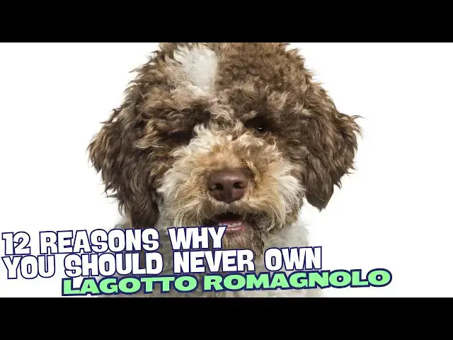 Video thumbnail for 12 Reasons Why You Should Never Own a Lagotto Romagnolo 🚫