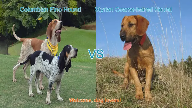 Video thumbnail for Colombian Fino Hound vs. Styrian Coarse-haired Hound: A Breed Comparison