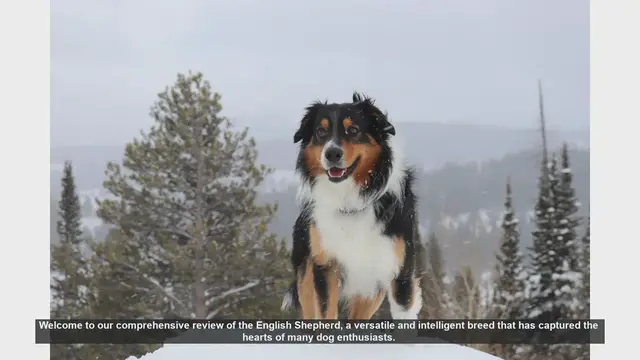 Video thumbnail for English Shepherd: The Ultimate Working and Family Dog