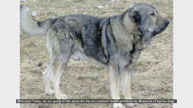 Video thumbnail for Top 10 Common Health Problems in Molossus of Epirus Dogs