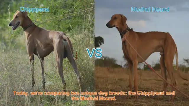 Video thumbnail for Chippiparai vs. Mudhol Hound: A Comprehensive Comparison
