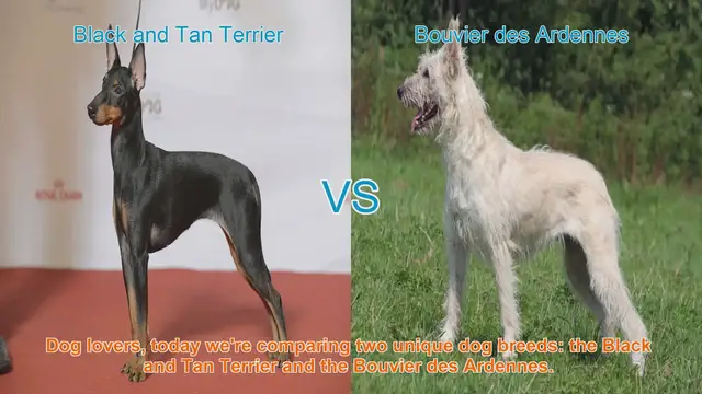 Video thumbnail for Comparing Black and Tan Terrier vs. Bouvier des Ardennes: A Comprehensive Guide