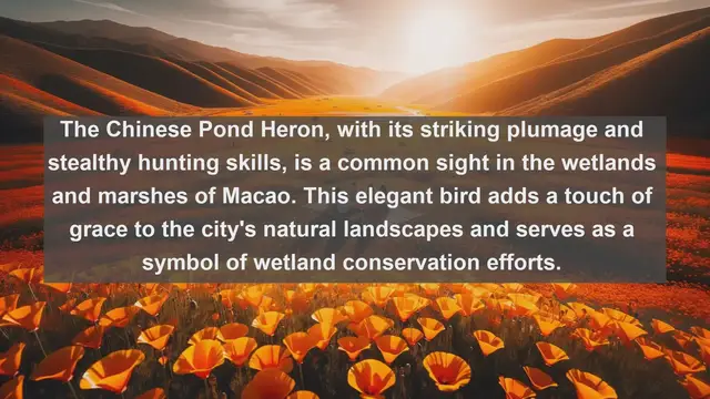 Video thumbnail for Top 10 native fauna in Macao