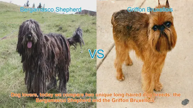 Video thumbnail for Comparing Bergamasco Shepherd and Griffon Bruxellois: A Guide for Dog Lovers