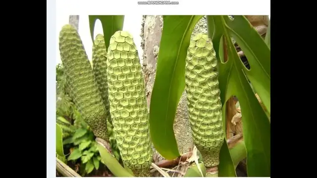 Video thumbnail for monstera plant fruit how and when to eat it