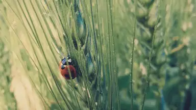 'Video thumbnail for 16 Insects That Look Like Ladybugs: Nature's Clever Mimics'
