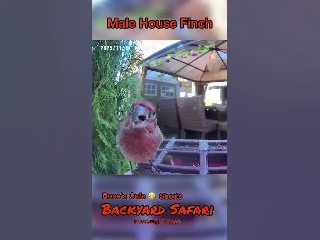 Video thumbnail for Backyard Safari - Shorts #birdwatching