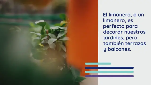 Video thumbnail for Si quieres acelerar el crecimiento de tu limonero, así es como debes hacerlo