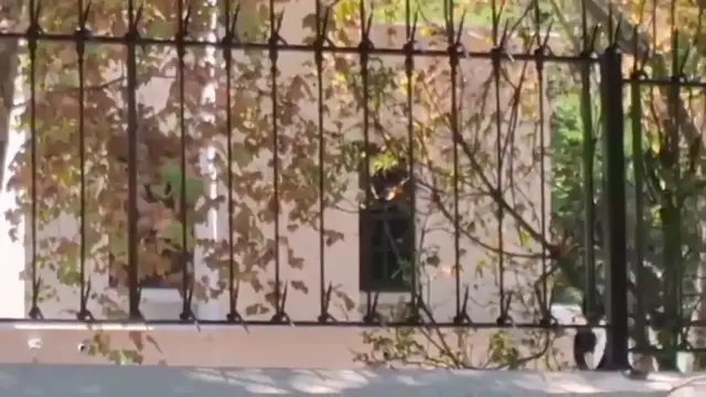 Video thumbnail for Arrest of Robert Mugabe's Son Follows Shooting Incident in Johannesburg