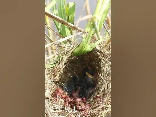 'Video thumbnail for Grown babies Bird Short#018 #birds #birdfeed #bird #birdceat #birdcath #birdwild #wildli #nature'