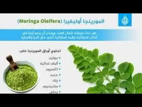 Video thumbnail for المورينجا أوليفيرا
