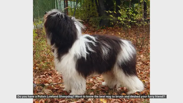 Video thumbnail for How to Brush and Deshed Your Polish Lowland Sheepdog