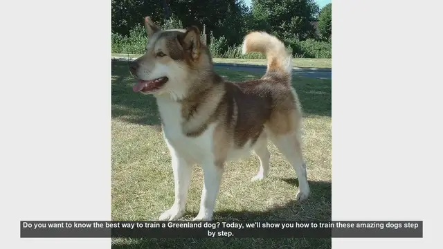 Video thumbnail for How to Train Your Greenland Dog: Step-by-Step Guide