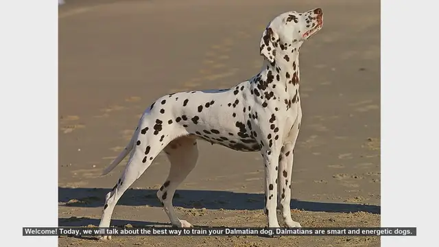 Video thumbnail for Top Tips for Training Your Dalmatian Puppy