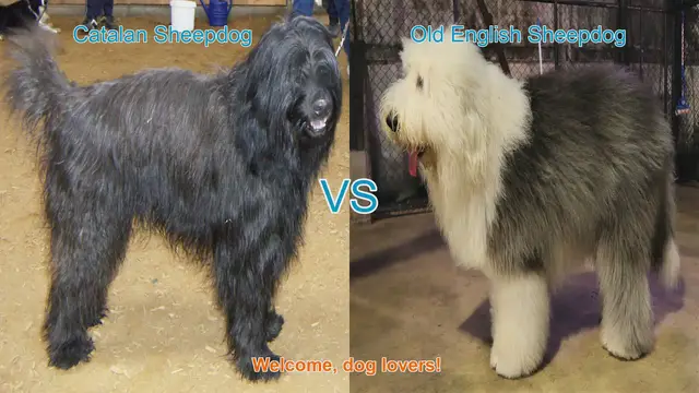 Video thumbnail for Catalan Sheepdog vs. Old English Sheepdog: A Comparison of Two Charming Long-Haired Breeds