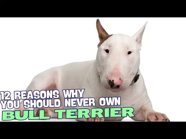 Video thumbnail for 12 Reasons Why You Should Never Own an English Bull Terrier 🐾