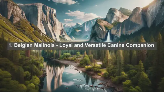 Video thumbnail for Discover Belgium's Top 10 Favorite Pets: Find Your Perfect Companion Today!