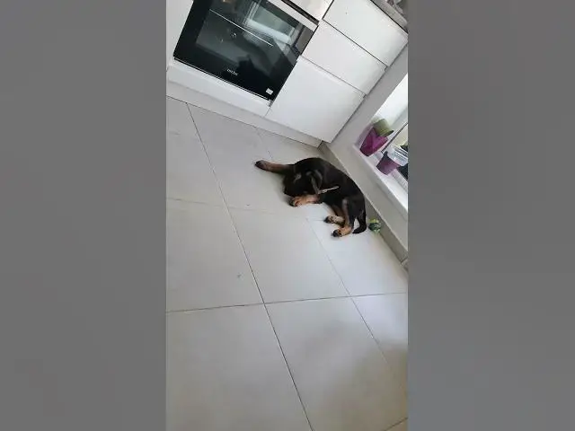 Video thumbnail for Baloocreate puppy LOve