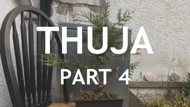'Video thumbnail for Thuja Bonsai, 4'