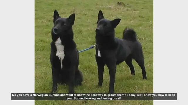 Video thumbnail for How to Groom Your Norwegian Buhund: Essential Tips for a Healthy Coat