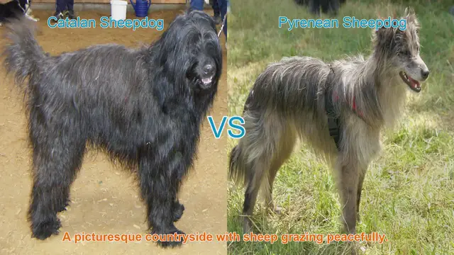 Video thumbnail for Catalan vs. Pyrenean Sheepdog: A Comparative Guide