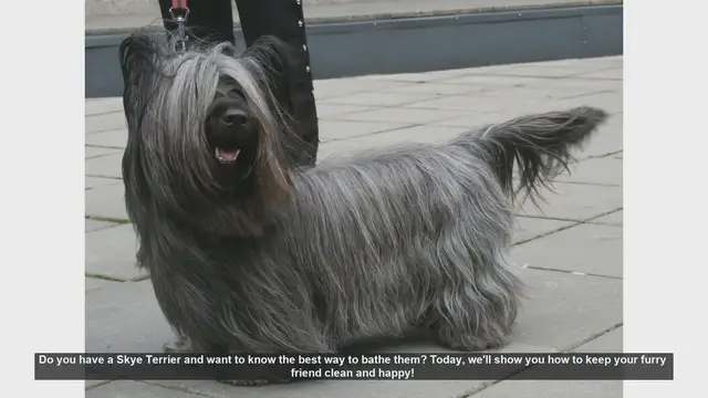 Video thumbnail for How to Bathe Your Skye Terrier: Step-by-Step Guide