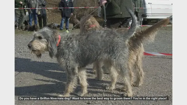 Video thumbnail for Ultimate Griffon Nivernais Grooming Guide: Keep Your Dog Looking Great!