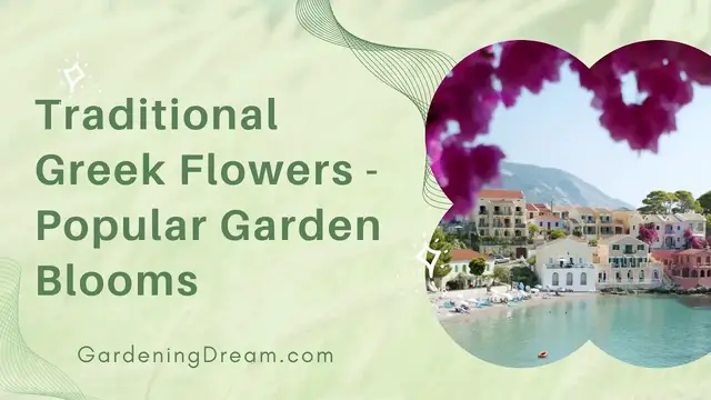 'Video thumbnail for Traditional Greek Flowers - Popular Garden Blooms'