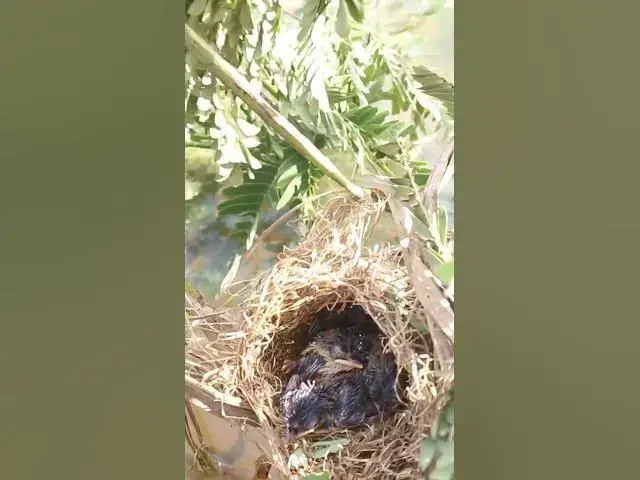 'Video thumbnail for Babies Bird Cries Feed Eat (EP-78) #birds #nature #birdfeeding #birdwatching'